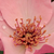 Ružová - Historická ruža - Čajohybrid - Dainty Bess